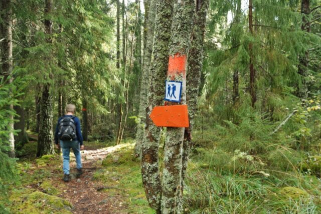 Skogsstig med vandrare